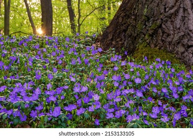 Beautiful wild spring flowers, small periwinkle (vinca minor), covering the forest in a purple flower carpet under warm evening light. Beautiful carpet of flowers in the park. - Shutterstock ID 2153133105