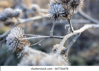 Beautiful wild thistles covered in frost on a bright sunny morning