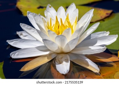 Beautiful Wild Water Lily Flowers In Alligator River National Wildlife Refuge