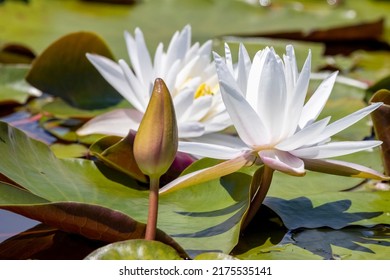 Beautiful Wild Water Lily Flowers In Alligator River National Wildlife Refuge