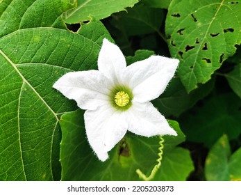 Beautiful Wild White Flower At Road Side.