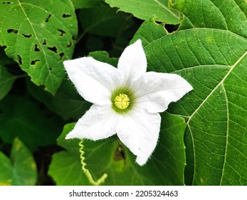 Beautiful Wild White Flower At Road Side.