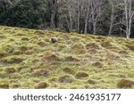 Beautiful wild wombat eating in grasslands near forest edge in Cradle Mountain National Park, Tasmania