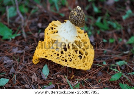 Beautiful wild yellow  mushroom  with brown ground view in the outdoor