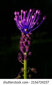 Beautiful Wildflower Known As Silverrod , Royal Staff ,Asphodelus Ramosus