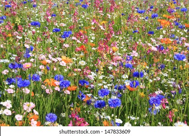 Beautiful Wildflower Meadow