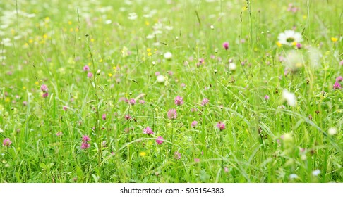 Beautiful Wildflower Meadow