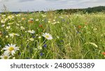 Beautiful wildflower meadow in summertime