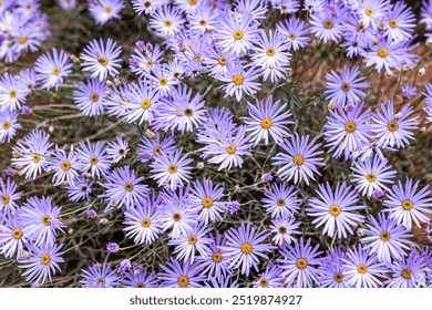 Beautiful wildflowers along The Watchman Trail at Zion NP. - Powered by Shutterstock