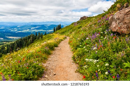 Beautiful Wildflowers Blooming Along The Hillside In Washington State, USA While Hiking Silver Star Mountain Trail