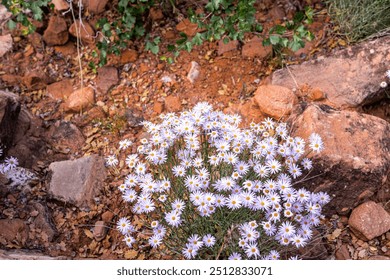 Beautiful wildflowers blooming along The Watchman Trail at Zion National Park. - Powered by Shutterstock