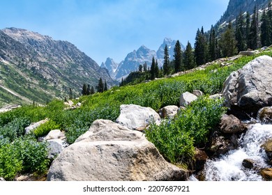 Beautiful Wildflowers And Creek Along The Lake Solitude Trail Of Grand Teton National Park