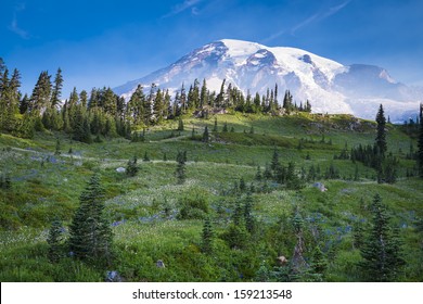 Beautiful wildflowers and Mount Rainier, Washington state