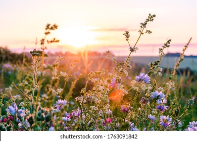 Beautiful wildflowers on a green meadow. Warm summer evening - Shutterstock ID 1763091842