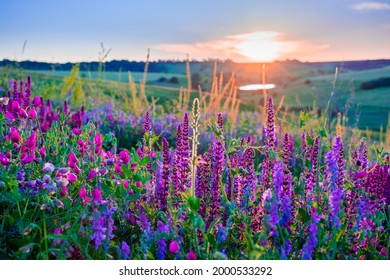 Beautiful wildflowers on a green meadow. Warm summer evening with a bright meadow during sunset. Grass silhouette in the light of the golden setting sun. Beautiful nature landscape with sunbeams. - Powered by Shutterstock