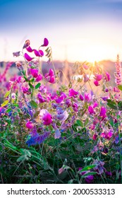 Beautiful wildflowers on a green meadow. Warm summer evening with a bright meadow during sunset. Grass silhouette in the light of the golden setting sun. Beautiful nature landscape with sunbeams.
