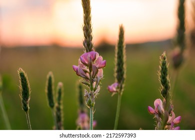 Beautiful wildflowers on a green meadow. Pink wildflowers in the last rays of the sun. Warm summer evening. Nature landscape with sunbeams. - Shutterstock ID 2172597393