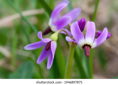Beautiful wildflowers Western arctic shootingstar (Dodecatheon frigidum). A closeup of an inflorescence of a purple flower. Tundra plants. Wild flowers in the Arctic. The nature of the polar region.