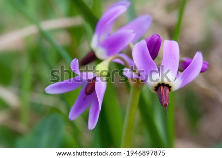 Beautiful wildflowers Western arctic shootingstar (Dodecatheon frigidum). A closeup of an inflorescence of a purple flower. Tundra plants. Wild flowers in the Arctic. The nature of the polar region.