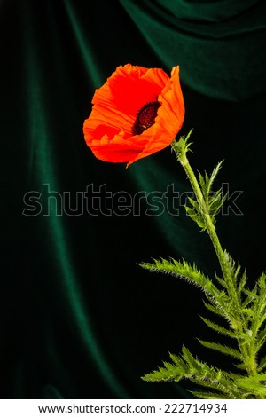 Similar – Foto Bild leuchtend Mohn Blume