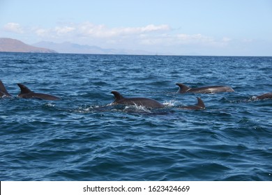 Beautiful Wildlife Dolphins In The Open Water Of Baja California, Mexico