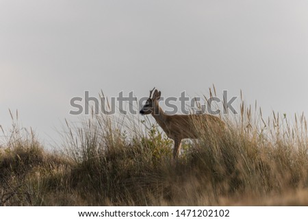 Similar – Image, Stock Photo Cheer up! Animal