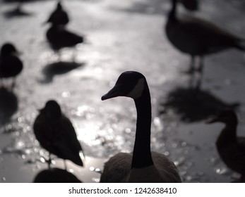 A Beautiful Wildlife Silhouette Of A Canadian Goose With Mallard Ducks In The Background Standing On The Ice Of A Frozen Pond In Rural Wisconsin.