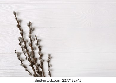 Beautiful willow branches with fuzzy catkins on white wooden table, flat lay. Space for text