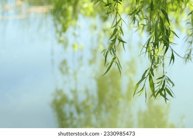 Beautiful willow tree with green leaves growing outdoors on sunny day, closeup. Space for text