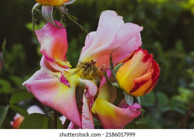 Beautiful wilted rose on green natural background. A pink red yellow rose has bloomed, wilted petals are falling off bud. Rosebush in a rose garden, rosarium. Process of dying off, wilting, regrowth. 