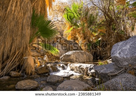 A beautiful winding oasis stream in the Palm Springs Indian Canyon trails, in Southern California.