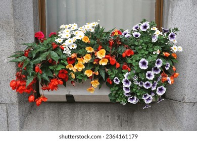 Beautiful window box bouquet of mixed blooming flower blossoms