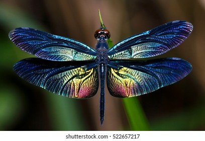 Beautiful wing of dragonfly