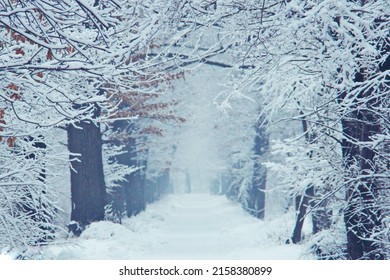 Beautiful winter alley with trees in the city park, snow-covered tree branches in an arch, the foreground is blurred due to snow dust, winter, cloudy, fog