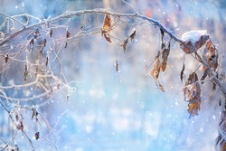 Beautiful Winter Background. Frosty Branches With Dry Leaves Close Up. Cold Snowy Weather. Winter Fairy Tale Nature Scene With Frozen Plant. Artistic Gentle Winter Garden Landscape. Copy Space