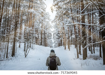 Beautiful winter day, pine tree forest,man standing backwards and watching nature.