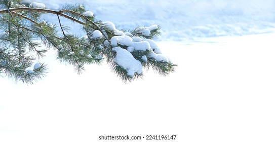 Beautiful winter forest background. snowy pine tree branches. Winter season, frosty cold weather. Christmas, new year holidays concept. template for design. copy space. banner - Powered by Shutterstock