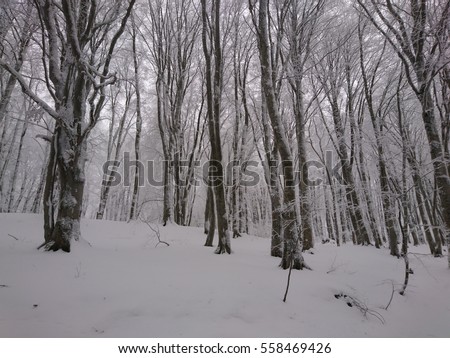 Beautiful Winter Forest Background Snowy Forest Stock Photo Edit