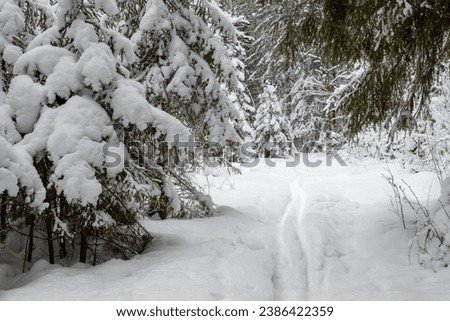 Beautiful winter forest landscape. View of the ski track in the winter forest. Path among snow-covered trees. Snow on the ground and on the branches of trees. Cold snowy weather. Skiing in nature.