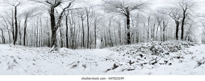Beautiful winter forrest 360 degrees panorama