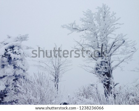 Similar – Image, Stock Photo jaw Environment Nature