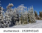 beautiful winter landscape with blue sky and snoy trees