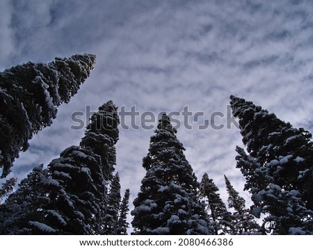Beautiful winter landscape with low angle view of snow-covered coniferous trees and textured clouds in the sky in Jasper National Park, Alberta, Canada near Mount Edith Cavell.