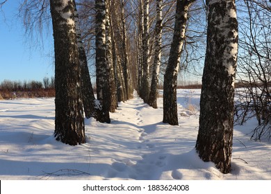 Beautiful winter landscape. A path covered with snow among tall trees. The birch grove. Black and white bark. Trunks and branches. Bright blue sky. Majestic nature. Walking in the fresh air.