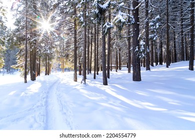 Beautiful winter landscape with pathway and northern sun in coniferous forest - Powered by Shutterstock