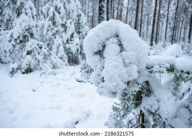 Beautiful Winter Landscape. Pine Forest. Close-up Of Small Tree Covered By Snow. No People.