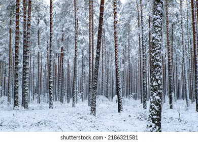 Beautiful Winter Landscape. Pine Forest. Trees Covered By Snow. No People.