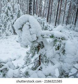 Beautiful Winter Landscape. Pine Forest. Close-up Of Small Tree Covered By Snow. No People.