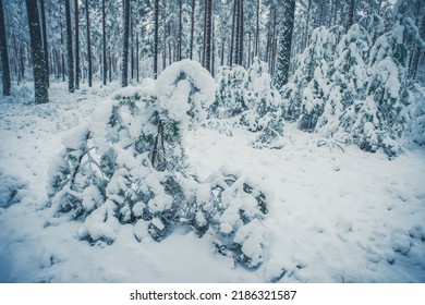 Beautiful Winter Landscape. Pine Forest. Close-up Of Small Tree Covered By Snow. No People.