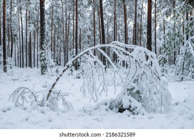 Beautiful Winter Landscape. Pine Forest. Close-up Of Small Tree Covered By Snow. No People.